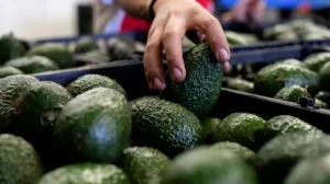 The US resumes avocado inspections in Michoacan after increasing security in the region