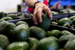 Mexico reinforces security for US inspectors and avocado producers